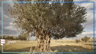 أشجار الزيتون المعمرة