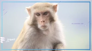 هل تفسير رؤية القرد في المنام سحر؟
