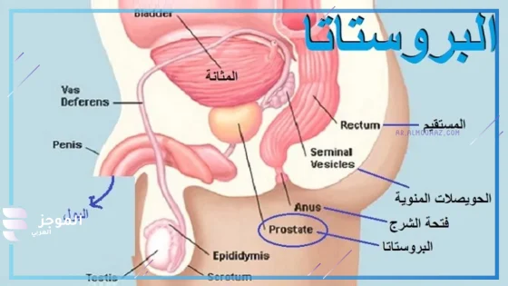 تجربتي مع تدليك البروستاتا، الفوائد وطريقة الاستخدام