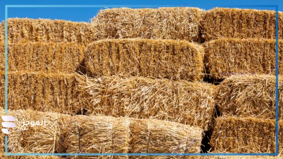 تفسير رؤية التبن في المنام للرجل والمرأة لكبار العلماء