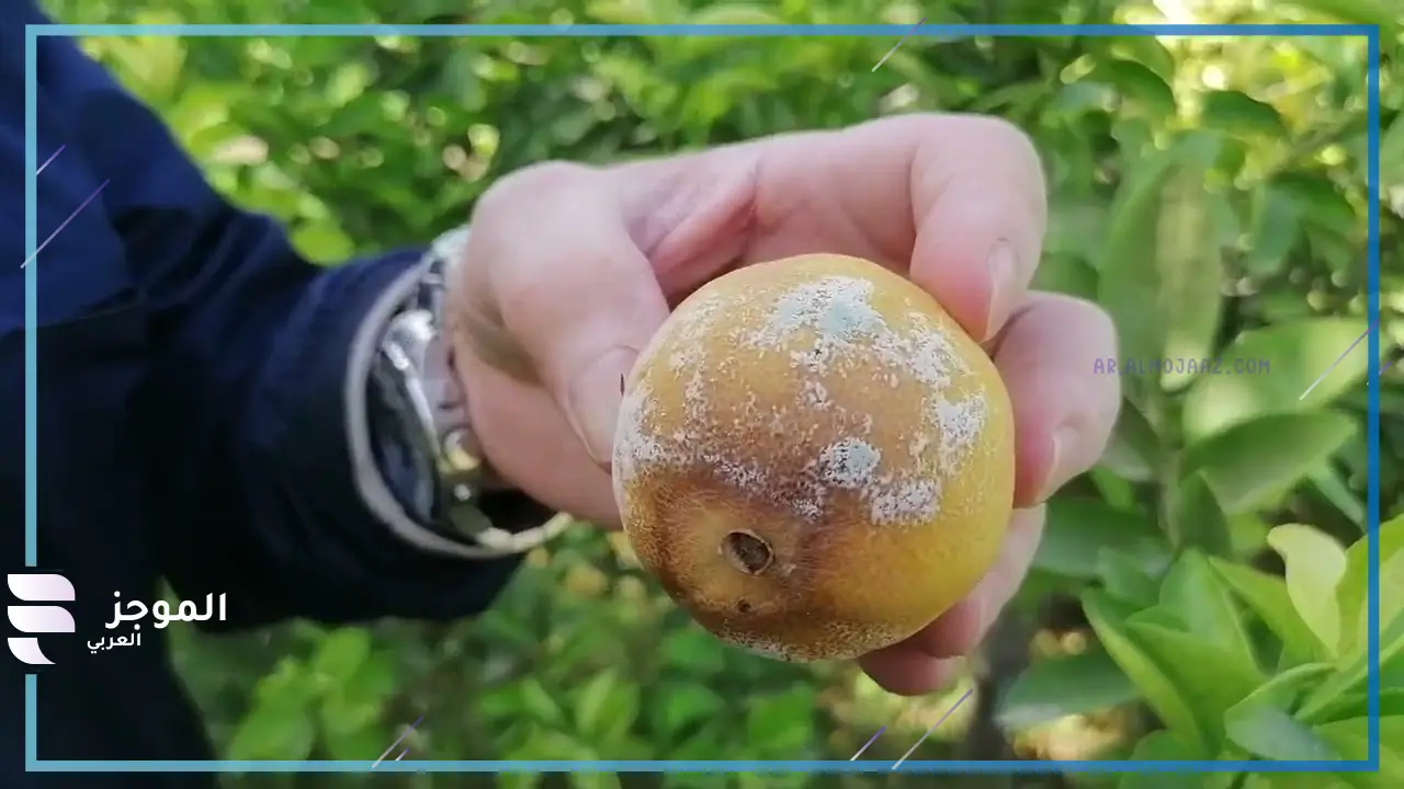 تفسير رؤية العفن الأخضر في المنام للنابلسي