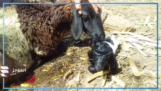 تفسير حلم رؤية ولادة النعجة فى المنام للعزباء والحامل