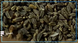 تجربتي مع بذرة الخلة، الفوائد والاضرار