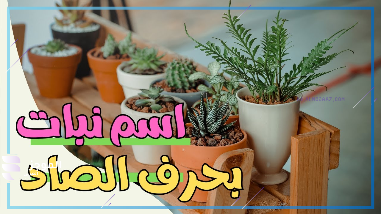 نبات بحرف الصاد من أربعة حروف 