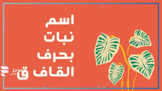 نبات بحرف القاف، اسم نبات يبدأ بحرف القاف
