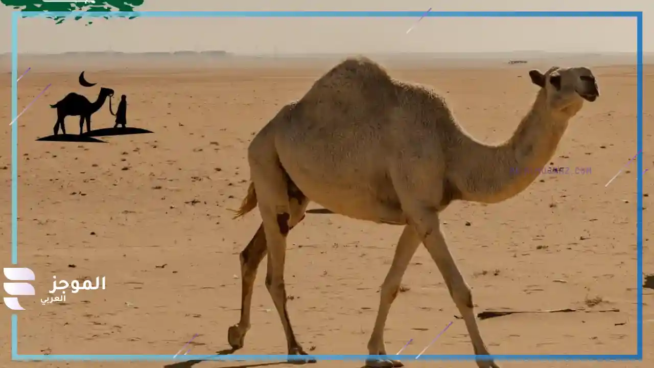 هل الجابري يرجع حربي