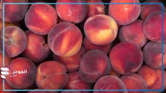 تفسير رؤية الدراق في المنام ورمزه للنابلسي وابن سيرين