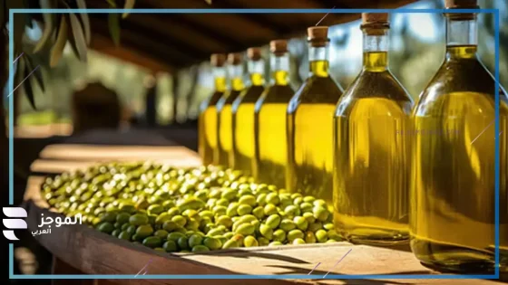 يحتل المركز الأول.. الزيتون التونسي ينافس اليونان وإسبانيا في المسابقة الأوروبية لزيت الزيتون