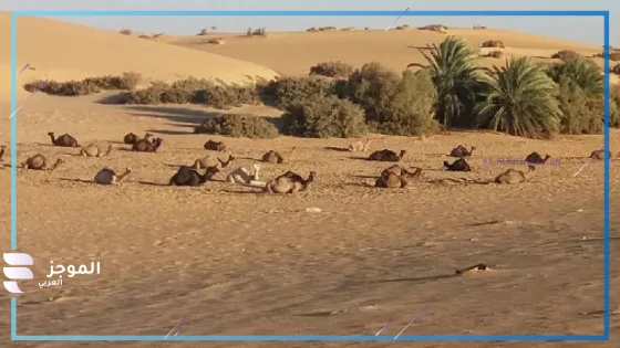 الشلوي وش يرجع، نسب قبيلة الشلوي