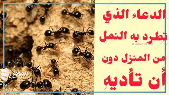 دعاء طرد النمل مأثور، هل لهذا الدعاء أصل في السنة