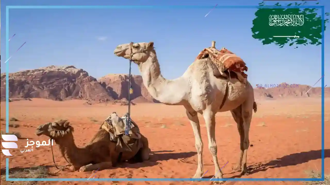 هل الجريسي جهني 