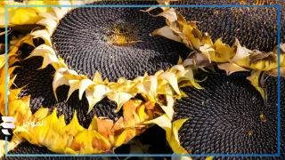 تفسير رؤية بزر عباد الشمس في المنام وأكله 