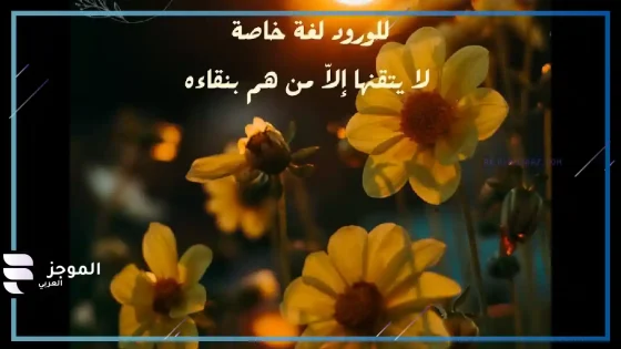 عبارات عن الورد، أجمل ما قيل عن الورد من عبارات