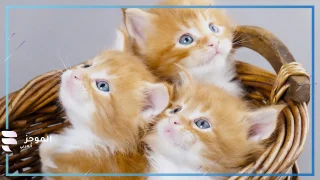 بسبب قطة.. سيدة تقدم دعوى طلاق ضد زوجها بعد أن عايرها بمرضها النفسي